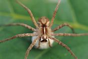 kraamwebspin (pisaura mirabilis)